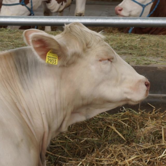 Cow Grazing on Farm - frame at 0m8s